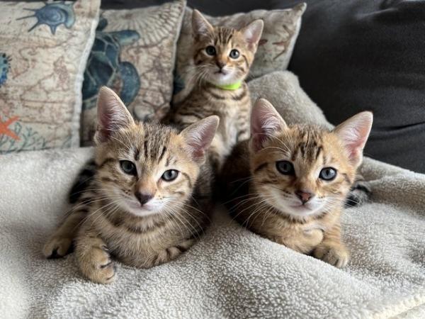 Image 13 of Beautiful Bengal Mix Kittens