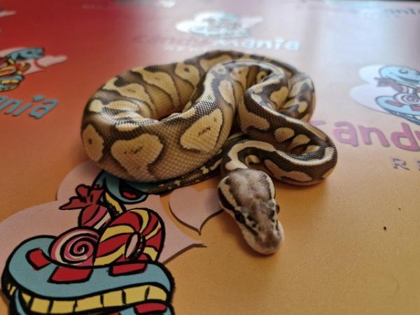 Image 1 of Male Ball Pythons various available