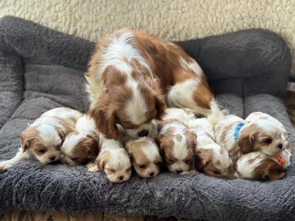 Image 4 of KC registered & insured Cavalier puppies