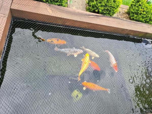 Image 4 of Seven large koi fish for sale