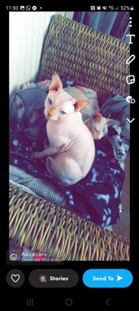 Image 5 of 5 year old male sphynx cat