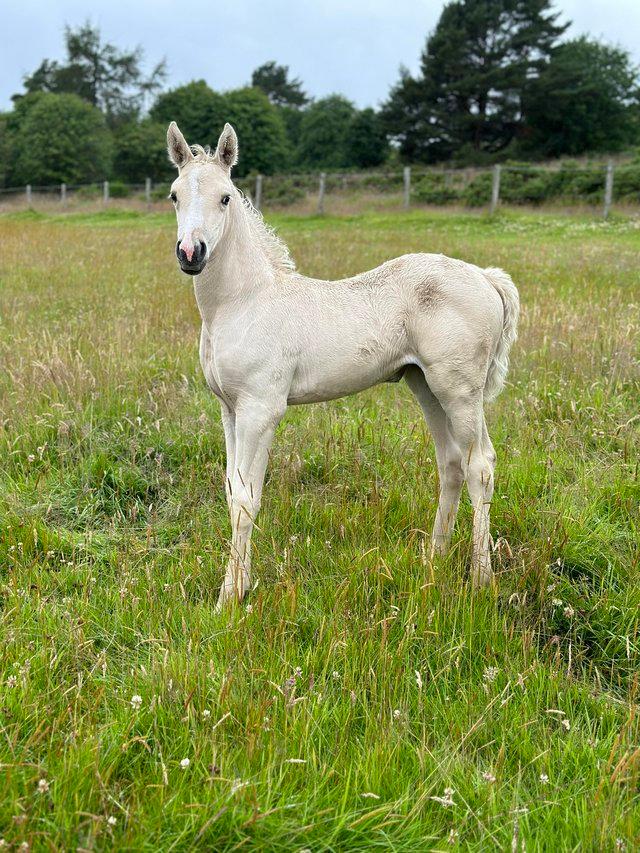 Preview of the first image of Arab x Appaloosa Filly Foal For Sale.