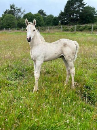 Image 1 of Arab x Appaloosa Filly Foal For Sale