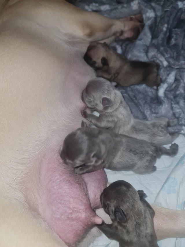 Preview of the first image of French Bulldog Puppies ALL SOLD.