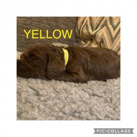 Image 4 of Kc registered cocker spaniel puppies ready on 16th May
