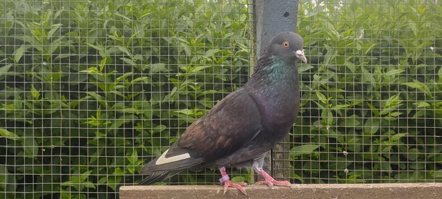 Image 1 of Beautiful Pigeons for sale