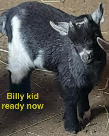 Image 4 of Stunning Pygmy goat kids for sale