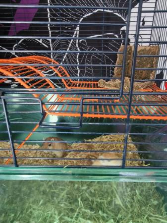 Image 5 of 2 male gerbils, 2.5 years old very friendly boys