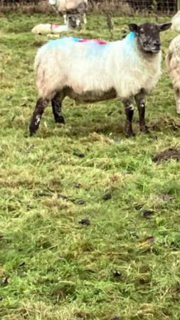 Image 1 of Friendly ewes for sale Northallerton / Thirsk