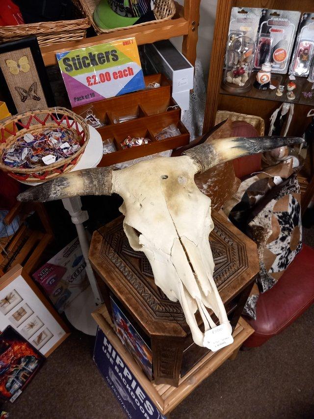 Preview of the first image of Large Beef Cow Skull and horns.