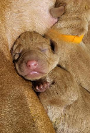 Image 6 of Beautiful litter of Hungarian vizsla pups