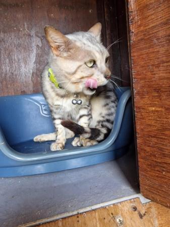 Image 10 of Beautiful breading pair of  Bengle cats