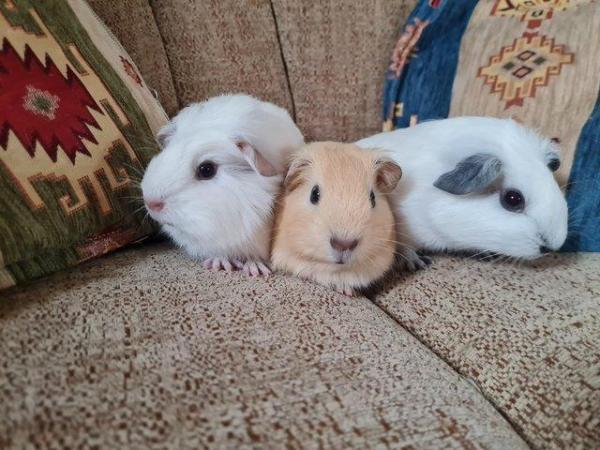 Image 4 of Beautiful Guinea Pig Babies - Boys and Girls