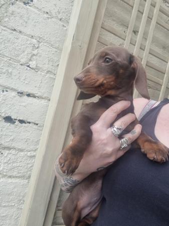 Image 1 of Beautiful miniature dachshund (reduced price)