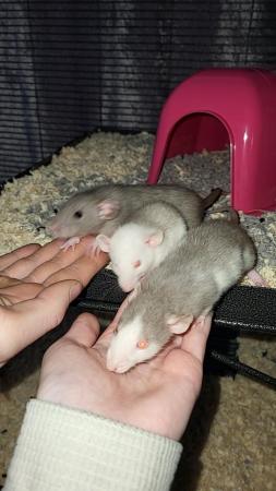 Image 4 of Two 6 month old girl rats