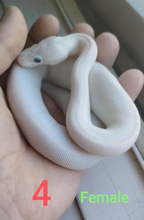 Image 2 of Baby bull pythons for sale