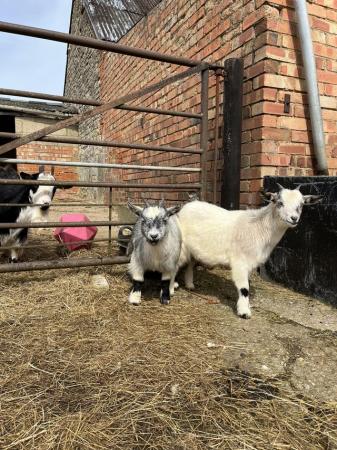 Image 2 of Pygmy nannies for sale 1 year old