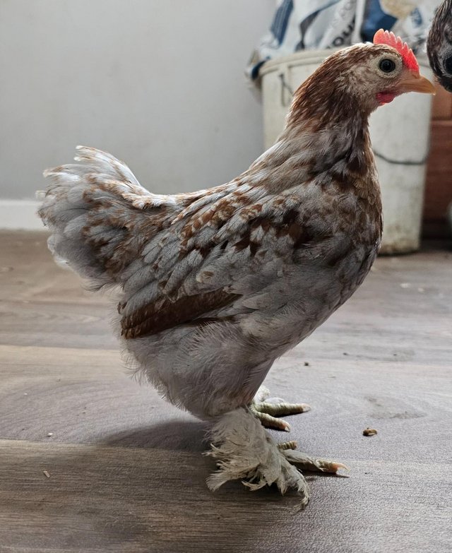 Preview of the first image of 6 week old pekin bantam cockerels.