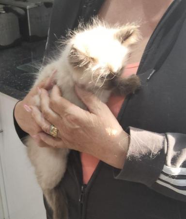 Image 9 of Ragdoll kittens ready now micro chipped £350.
