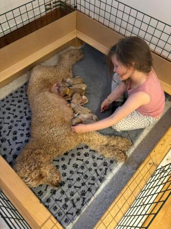Image 13 of F1B Goldendoodle Puppies *Viewings Now*