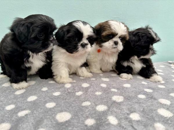 Image 1 of ABSOLUTELY ADORABLE SHIHTZU PUPPIES