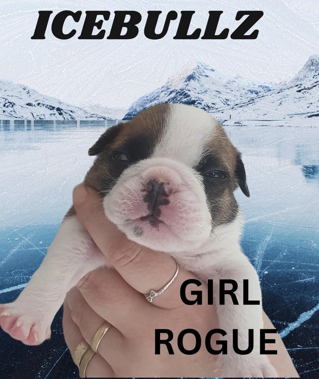 Preview of the first image of Ricatori Bloodline British Bulldogs.