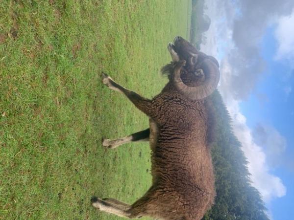 Image 3 of Proven Registered Soay Ram