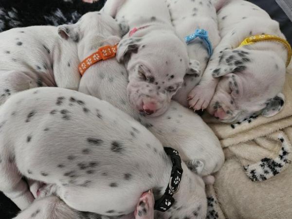 Image 4 of Beautiful Kc dalmatian puppies