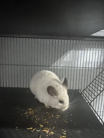Image 1 of Bonded pair chinchillas with cage