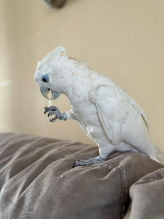 Image 4 of Cockatoo talking parrot