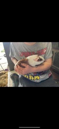Image 5 of Guinea pigs for sale - ready now