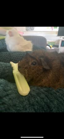 Image 2 of 2 x male guinea pigs approx 4 years old