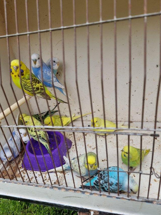 Preview of the first image of Budgies last years birds male and female available.