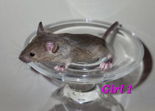 Image 41 of Beautiful friendly Baby mice - girls and boys.