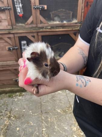 Image 1 of Lots of baby boy (boar) guinea pigs for sale