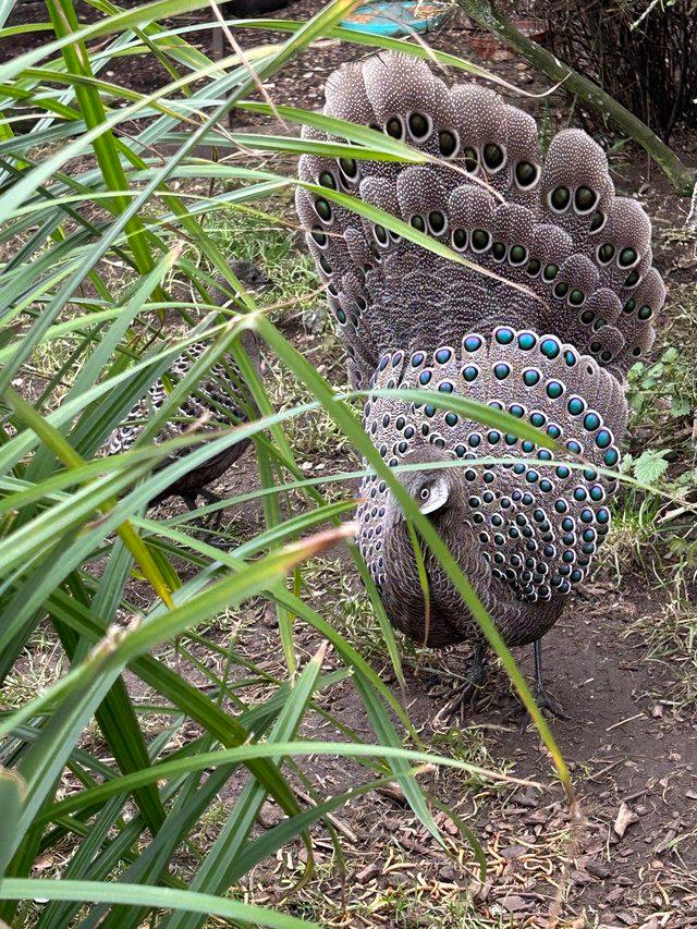 Preview of the first image of Pair 2023 grey peacock pheasants for sale.