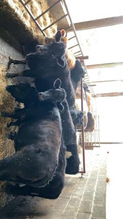 Image 1 of Angus x Dexter heifers for sale