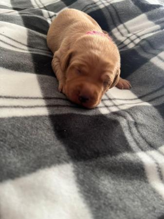 Image 1 of Stunning Fox Red Labs for sale