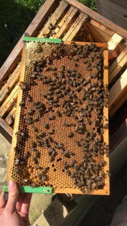 Image 19 of Bee Nucs overwintered 2024 for sale