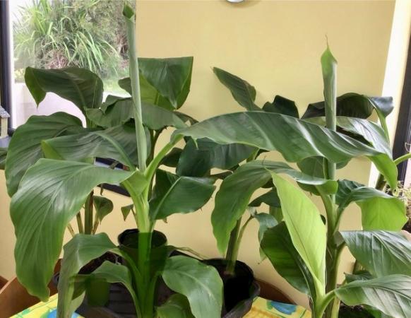 Image 2 of Banana tree plants. GOOD size. Private grower so only £20 !!