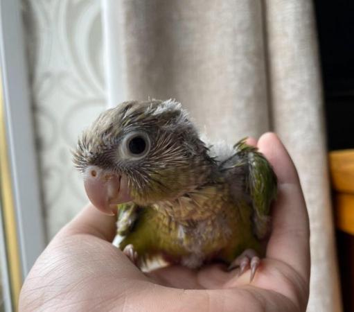 Image 4 of Baby conures for sale -incredibly tame, healthy and young