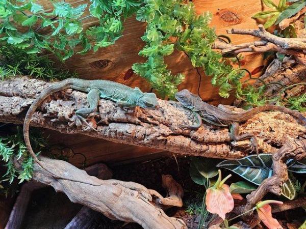 Image 5 of Water dragons and full setup .