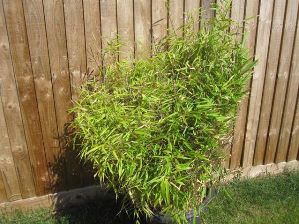 Image 2 of Small bamboo plant in black pot about 4 foot