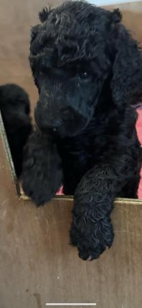 Image 10 of gorgeous standard poodle pups for sale
