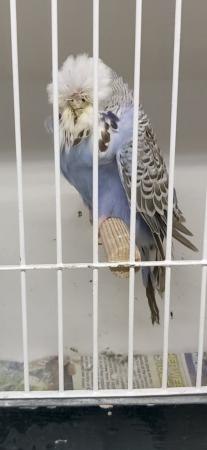 Image 1 of Adult male exhibition budgies for sale