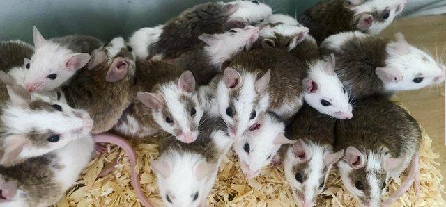 Preview of the first image of Multimammate mice (ASF) African Soft Fur Rats.