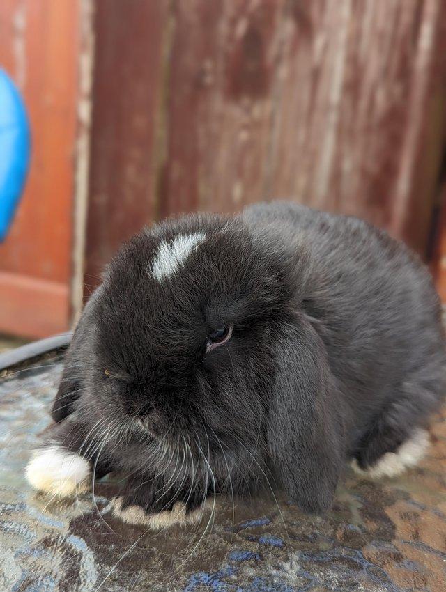 Preview of the first image of Mini lop babies available now ....,..