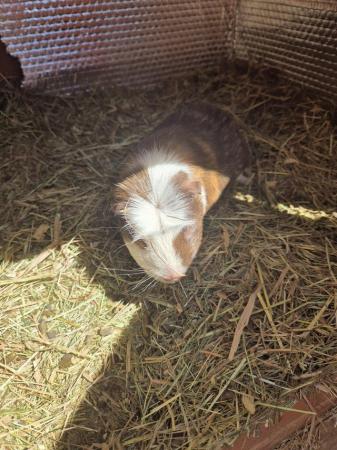 Image 2 of Male guinea pig for sale