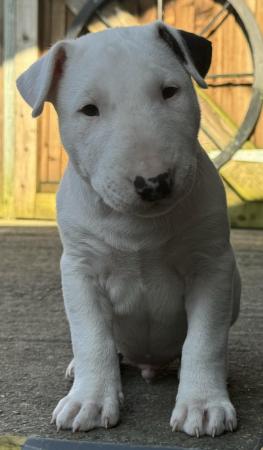 Image 17 of 1 Male, 2 Female KC Registered Bull Terrier Puppies