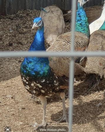 Image 11 of Peacocks, Peafowl, Peahens for sale